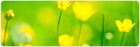 Dichiarazione ambientale